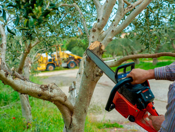 Tree Removal for Businesses in Annandale, VA